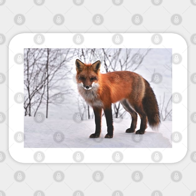 Fox Sticker by Emart
